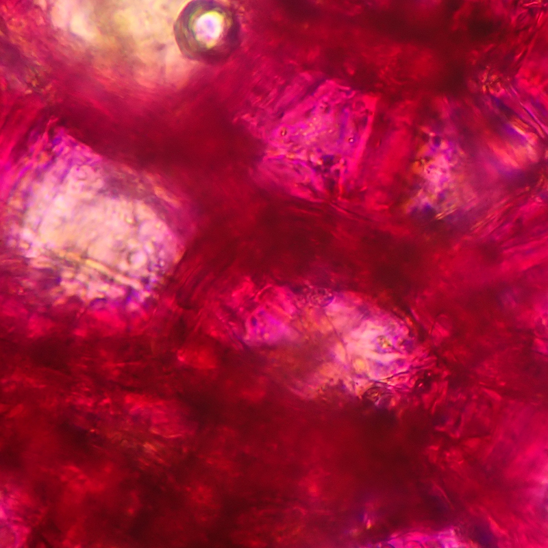 Inovação Sensibio AR+ com tecnologia Rosactiv 2.0